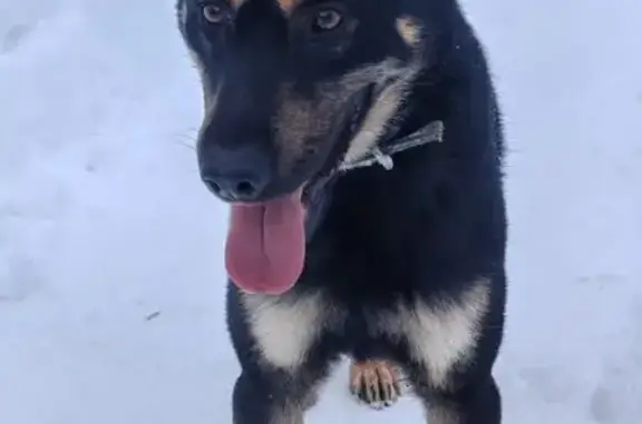 Найдена собака, Константиново, фото: Найдена собака в Константиново, МО