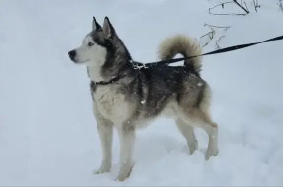 Найдена собака, Жуковский, фото: Хаски найден на Солнечной ул., Жуковский