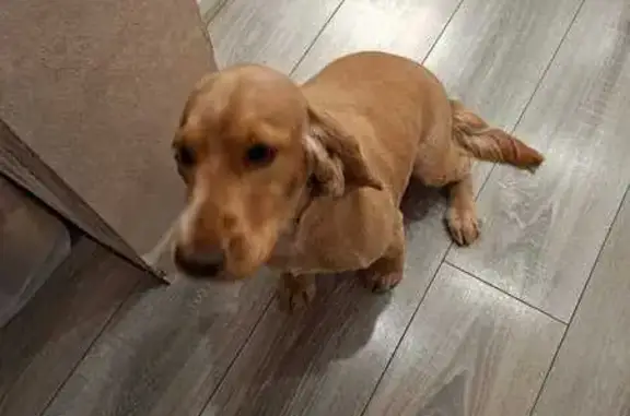 Пропала собака, Омск, ул. Гашека - photo