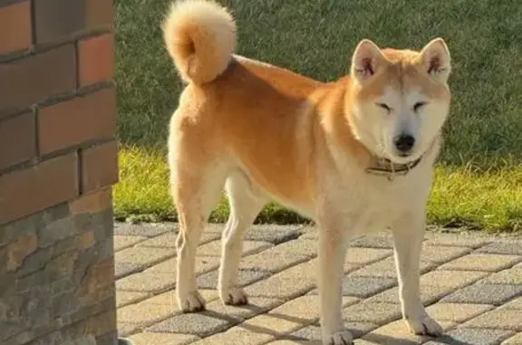 Пропала собака Сиба Ину, Западный обход, Краснодар - photo