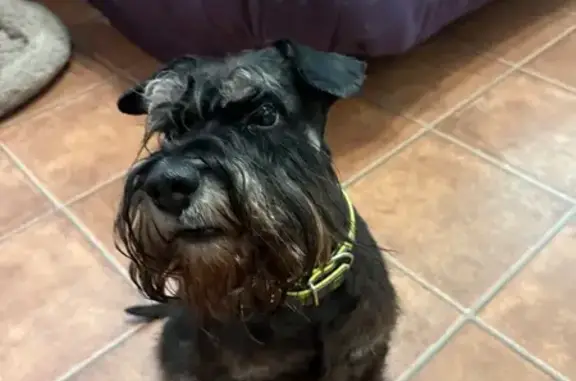 Найдена собака, Санкт-Петербург, фото: Собака найдена: Нижне-Каменская 16 к2