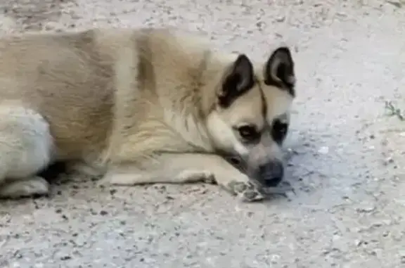 Пропала собака в Липицах, МО - photo