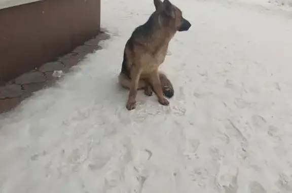 Найдена собака, Саратов, фото: Найдена собака, ул. Авиастроителей 3А