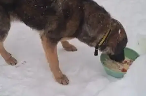 Найдена собака, Какузево, фото: Найдена собака, МО, рыже-черный кабель