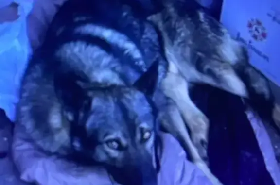 Найдена собака, Красноярск, фото: Найдена собака, ул. 9 Мая, 42, Красноярск