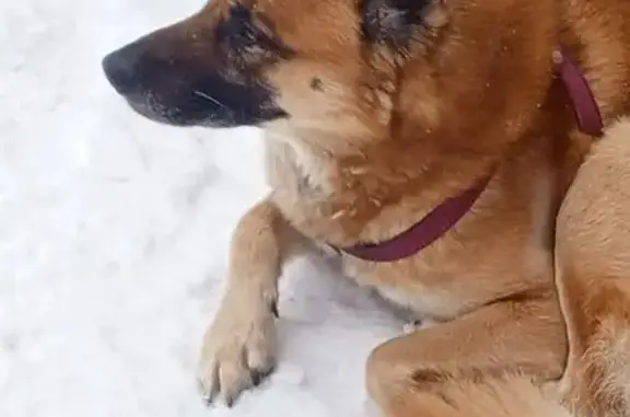 Найденные животные Ярославль, фото: Собака найдена на ул. Белинского, Ярославль