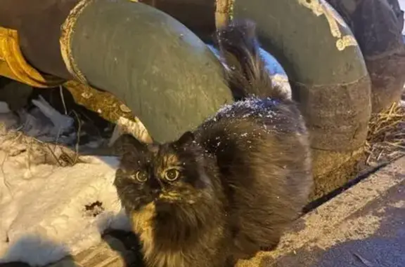 Найдена кошка, Нахабино, фото: Трехцветная кошка найдена на Гражданской, Нахабино