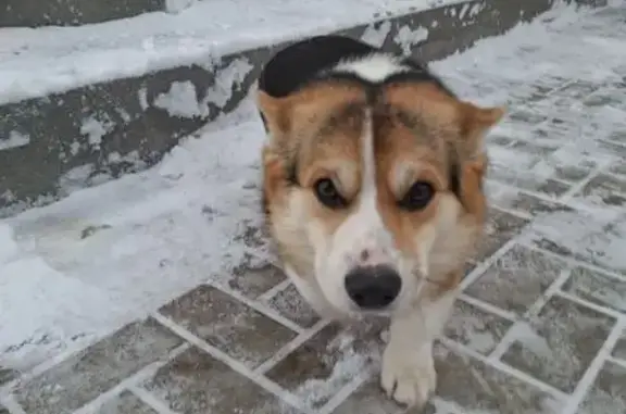 Пропал пёс Джек, ул. Гашека, Омск - photo