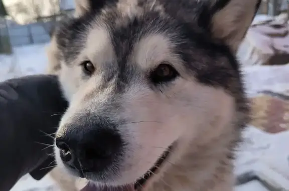 Найдена собака, Курск, фото: Маламут на 2-й Агрегатной, Курск