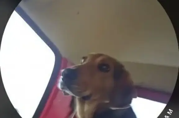 Пропала собака в Тепловском, Саратовская обл. - photo