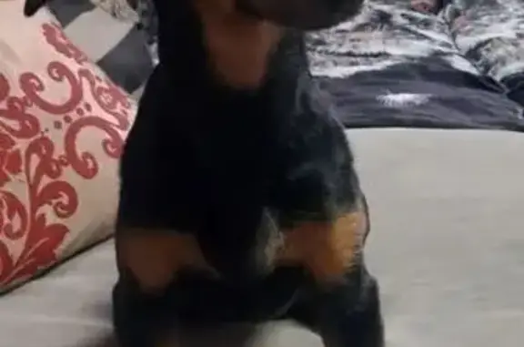 Найдена собака, Воронеж, фото: Такса найдена: ул. Изыскателей, 37Е, Воронеж