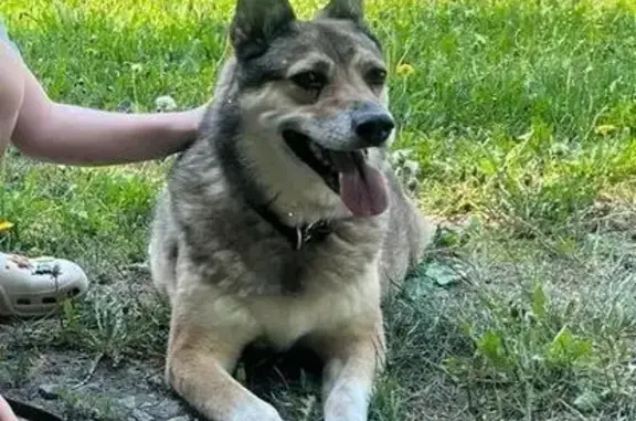 Пропала собака на ул. Малышева, Екатеринбург - photo