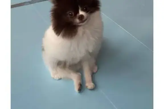 Объявления о пропавших и найденных животных, Михайловск, фото: Пропала собака в Михайловске, СК