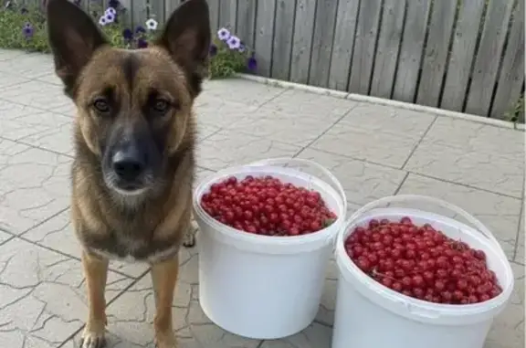 Пропала собака, ул. Баженова, 58, Волгоград - photo