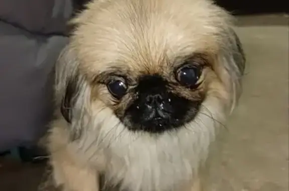 Найденные животные Оренбург, фото: Пекинес найдена на ул. Шевченко 38, Оренбург