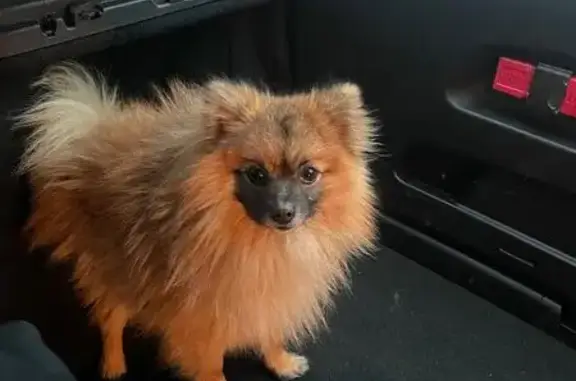 Найдена собака, Сергиев Посад, фото: Собака найдена на Западном объезде, Сергиев Посад