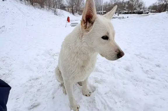 Найдена собака, Самара, фото: Найдена собака, ул. Промышленности, Самара