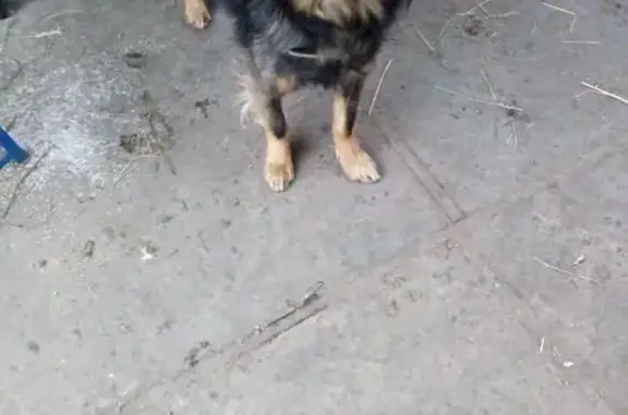 Пропала собака, Навля, Брянская обл. - photo