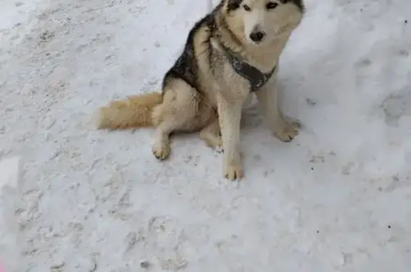 Найдена собака, Саратов, фото: Ранена собака: 1-й Московский пр., 2, Саратов