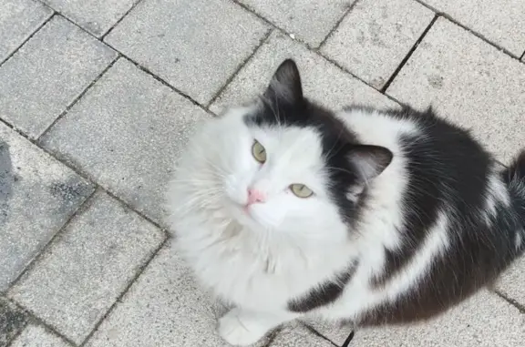 Кошка пропала у пр. Ленина, 105, Ростов-на-Дону - photo