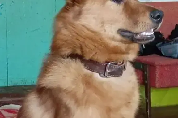 Пропала рыжая собака, Свердловская обл. - photo