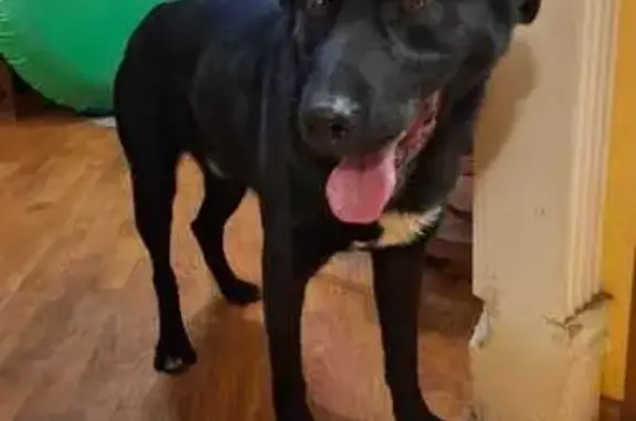 Найдена собака, Красногорск, фото: Найдена собака, Школьная ул. 7, Красногорск