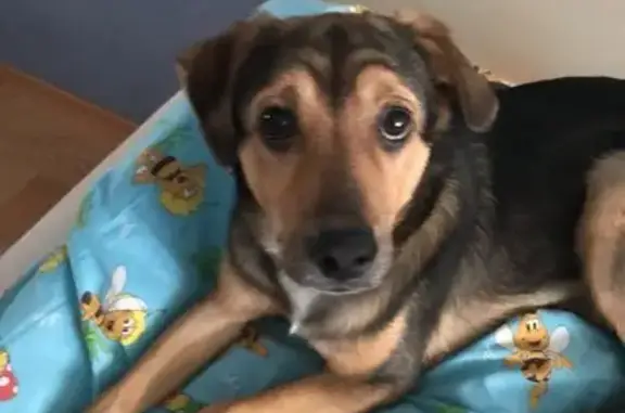 Пропала собака, Дачная ул., Лопатино - photo