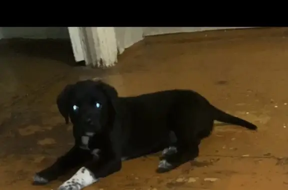 Пропала собака, ул. Белозерцева 19, Балашов - photo