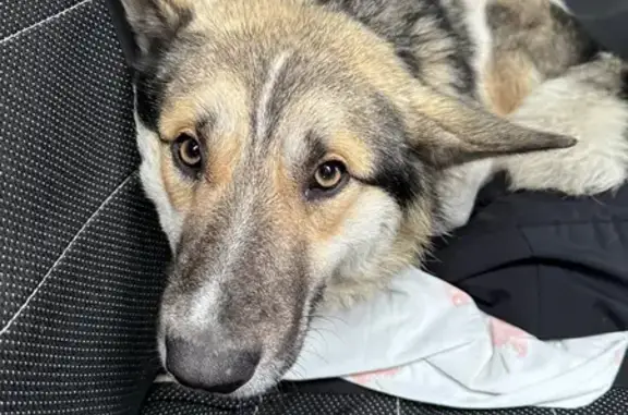 Найдена собака, Родники, фото: Собака найдена в Родниках, Иваново