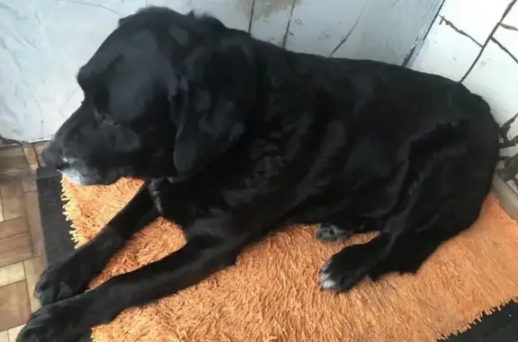 Пропала собака, ул. Антонова-Овсеенко, 14А - photo