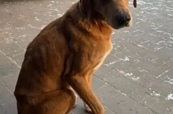 Пропала собака, Троицк, 46Н-08942, 36А - photo