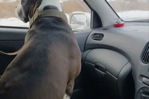 Пропала собака, ул. Хвастанцева 102, Минусинск - photo