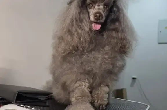 Пропала собака у Новосибирской, 13, Воронеж - photo