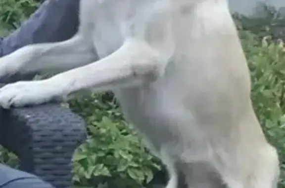 Пропала собака, Орёл, Орловская обл. - photo