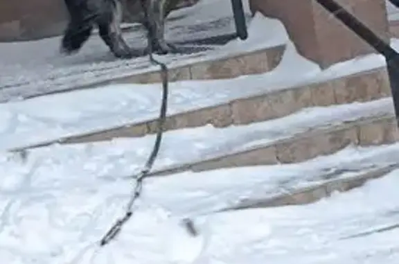 Найденные животные Петрозаводск, фото: Собака найдена на наб. Варкауса, Петрозаводск