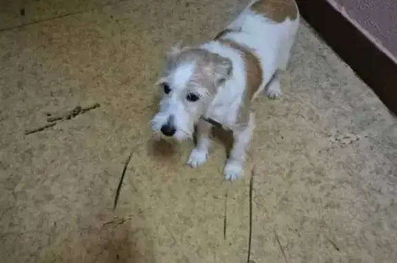 Найдена собака, Нахабино, фото: Найдена собака, Нахабино, Школьная ул.