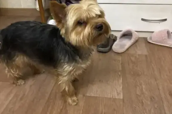 Найденные животные Томск, фото: Найдена собака, ул. Лазарева 9, Томск