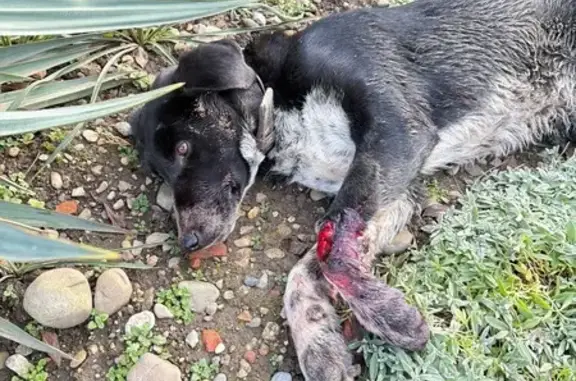 Найдена собака, Динская, фото: Собака найдена: ул. 70 лет Октября, 15А