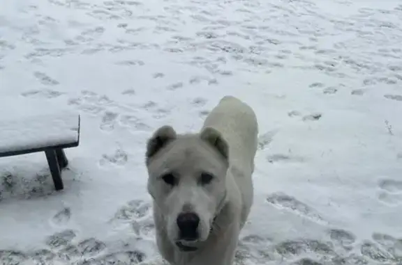 Пропала собака на Нагорной ул., Абакан - photo