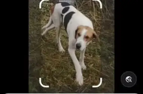 Пропала собака, МО, Пегий - photo