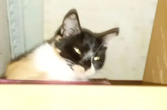 Пропала кошка, Советская ул. 11, Кириши - photo