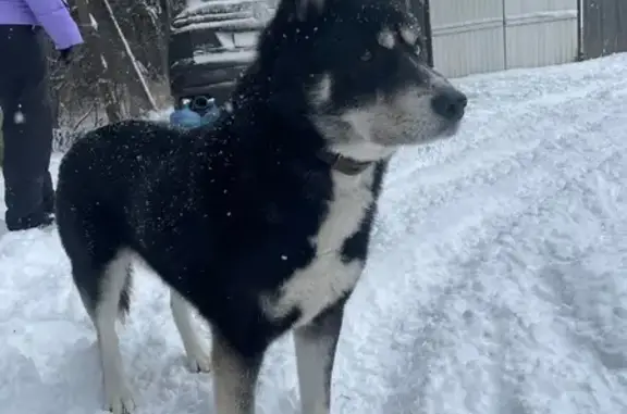 Объявления о пропавших и найденных животных, Калининский, фото: Собака найдена: Солнечный пер., 322