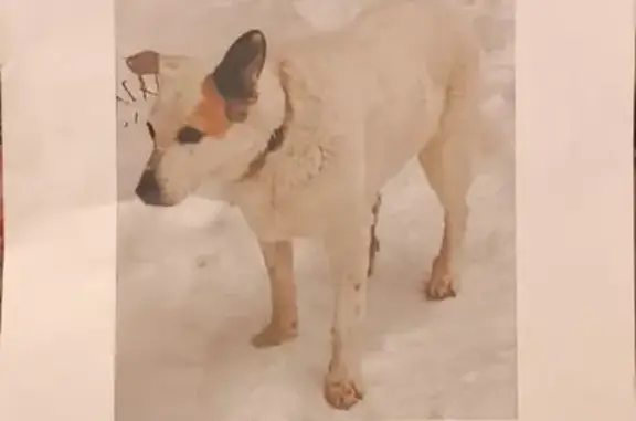 Пропала собака, Полянское с/п, Ленобласть - photo