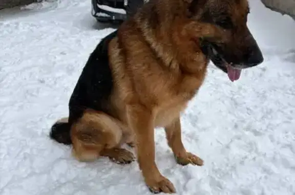 Найдена собака, Маркова, фото: Собака найдена: Маркова, Березовый 194