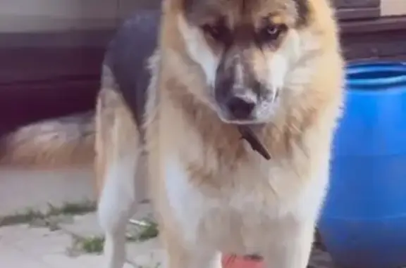 Пропала собака в Клово, МО - photo