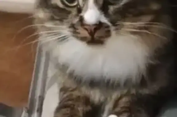 Кошки потеряшки, Дмитров, фото: Потеряшка кошка, Нерощино, МО