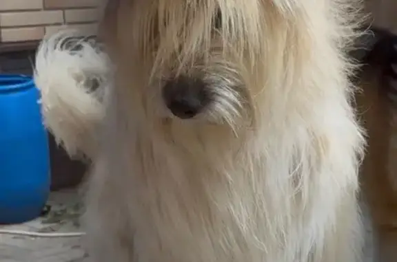 Пропала собака в Клово, МО - photo