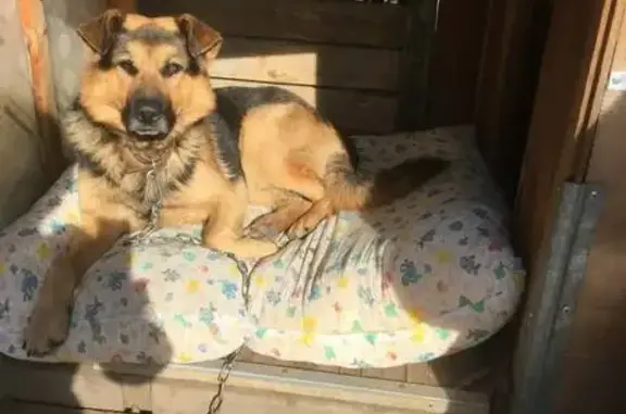 Пропала собака, Старопышминский тракт - photo