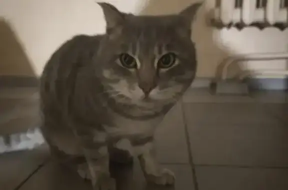 Найдена кошка, Хабаровск, фото: Кошка найдена: Рабочий Городок 14, Хабаровск