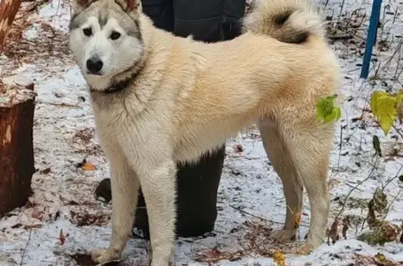 Пропала собака на Лебяжьей улице - photo